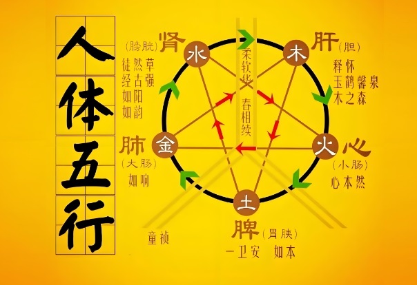 鼠牛虎兔龙蛇马羊猴鸡狗猪图片