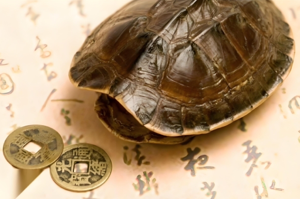 74年属虎48岁有牢狱之灾_虎年牢缘