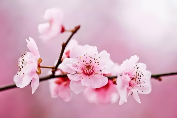 87属兔2024年有三喜_三喜临门图片